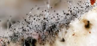 Is mold (Aspergillus) Dangerous?