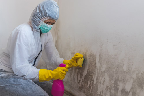 Technician cleaning a mold-affected wall