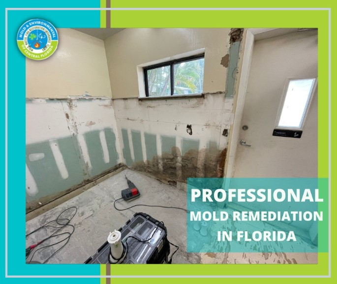 mold remediation Florida