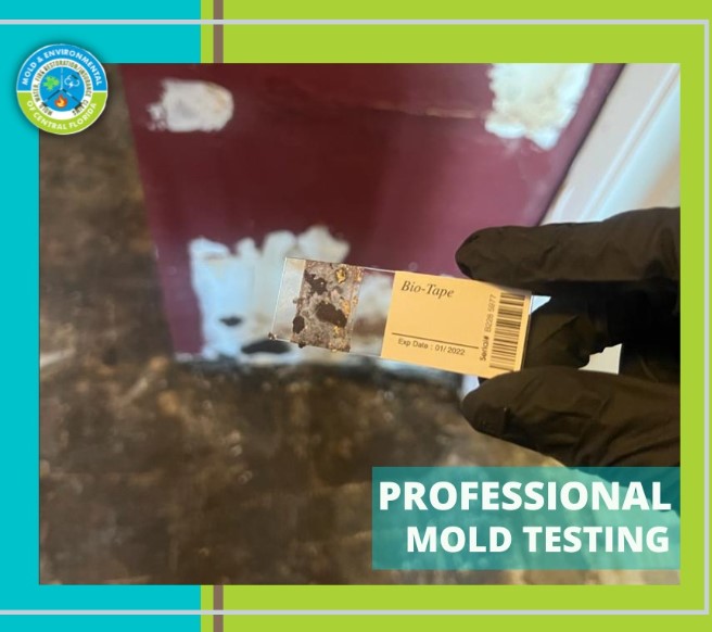 Mold Testing in Florida